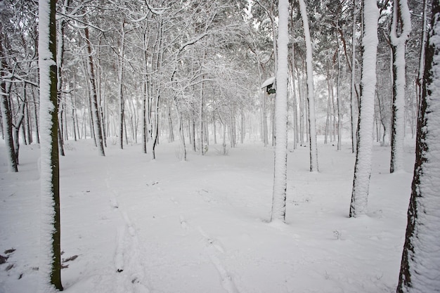 Paisagem da cidade de inverno Parque de inverno coberto de neve