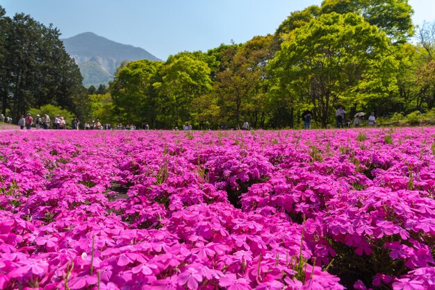 Paisagem da colorida flor de musgo rosa Shiba Sakura Phlox Subulata na primavera no Parque Hitsujiyama