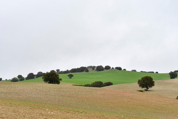 Paisagem da dehesa cerealistica das montanhas orientais de Granada - Espanha