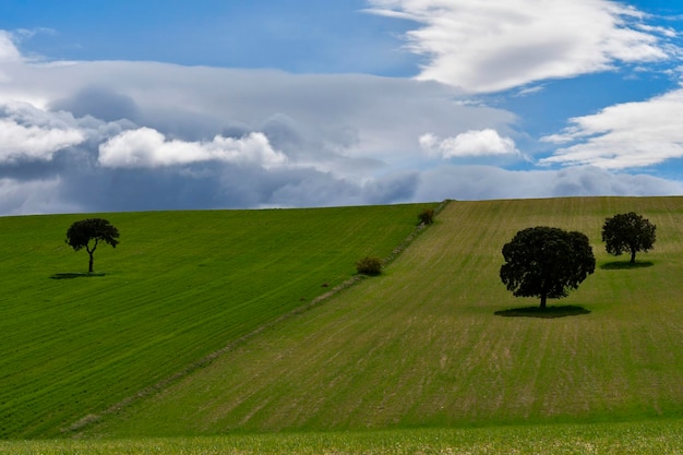 Paisagem da dehesa cerealistica das montanhas orientais de Granada - Espanha