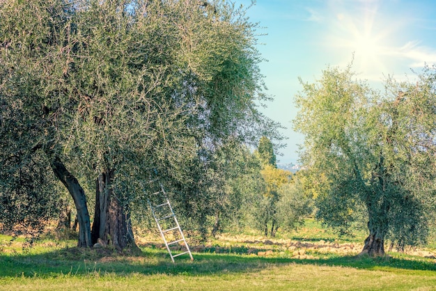 Paisagem da época da colheita da plantação de oliveiras região mediterrânica Indústria de produtos hortícolas e de azeite Natureza sazonal