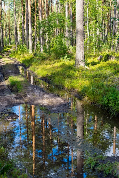Paisagem da estrada da floresta de terra e reflexo das árvores em uma poça d'água em uma trilha
