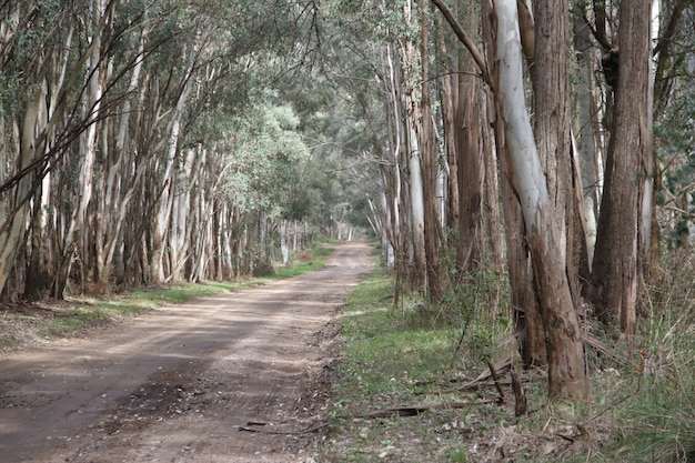 paisagem da estrada no florestamento de eucalipto