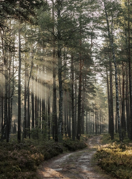 Paisagem da floresta ao amanhecer