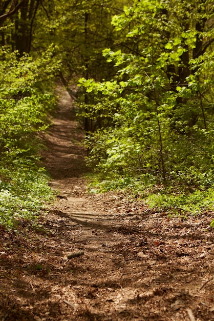 Paisagem da floresta Caminho na floresta Fundo dof raso