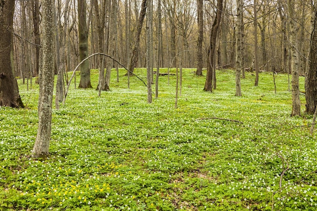 Paisagem da floresta com anêmonas brancas florescendo