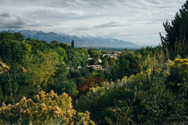 Paisagem da floresta com montanhas