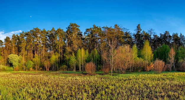 Paisagem da floresta da Ucrânia com árvores verdes amarelas e campos na paisagem campestre matinal