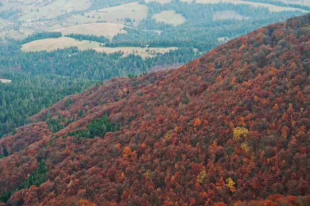 Paisagem da floresta de árvores vermelhas