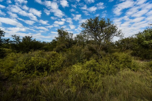 Paisagem da floresta de Calden La Pampa província Patagônia Argentina