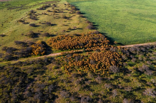 Paisagem da floresta de Calden Prosopis Caldenia plantas La Pampa província Patagônia Argentina