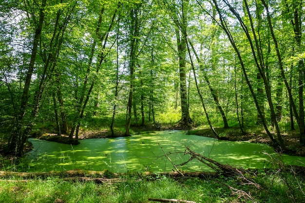 Paisagem da floresta de Fontainebleau, França