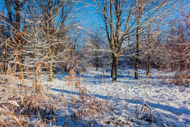 Paisagem da floresta de inverno ao pôr do sol cenário de neve com céu azul