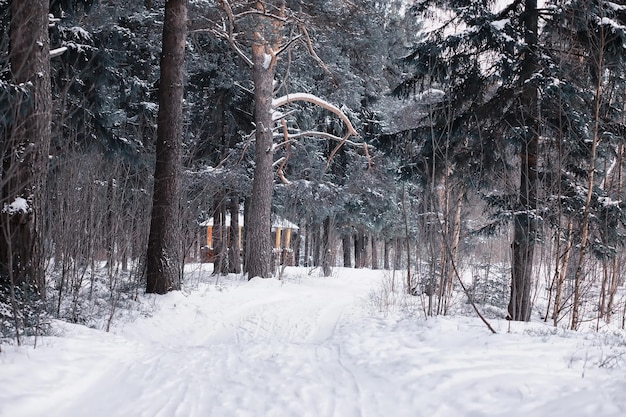 Paisagem da floresta de inverno. árvores altas sob a cobertura de neve. dia gelado de janeiro no parque.