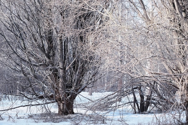 Paisagem da floresta de inverno. árvores altas sob a cobertura de neve. dia gelado de janeiro no parque.