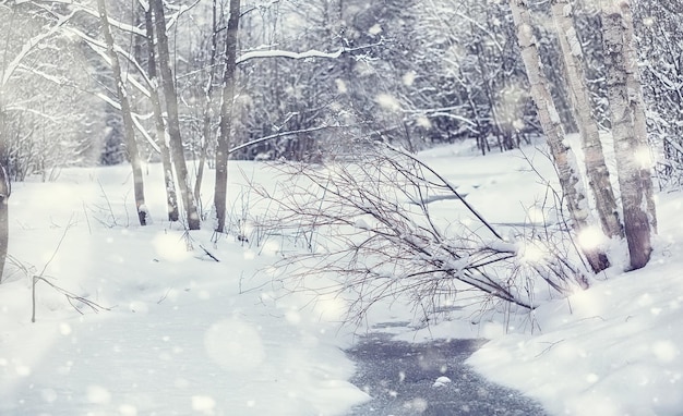 Paisagem da floresta de inverno. árvores altas sob a cobertura de neve. dia gelado de janeiro no parque.