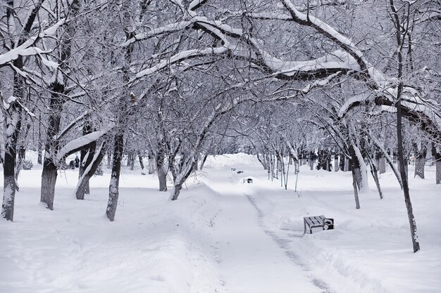 Paisagem da floresta de inverno. árvores altas sob cobertura de neve. dia gelado de janeiro no parque.