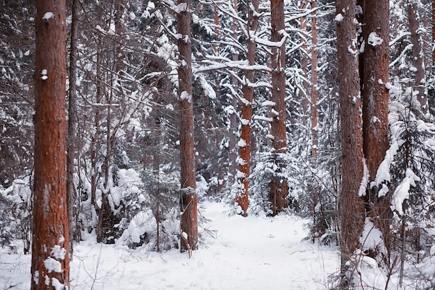 Paisagem da floresta de inverno. árvores altas sob cobertura de neve. dia gelado de janeiro no parque.