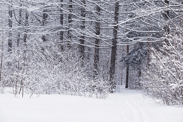 Paisagem da floresta de inverno. Árvores altas sob cobertura de neve. Dia gelado de janeiro no parque.