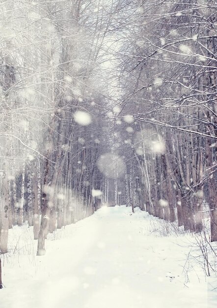 Paisagem da floresta de inverno. árvores altas sob cobertura de neve. dia gelado de janeiro no parque.