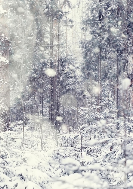 Paisagem da floresta de inverno. árvores altas sob cobertura de neve. dia gelado de janeiro no parque.