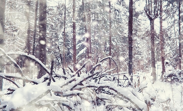 Paisagem da floresta de inverno. árvores altas sob cobertura de neve. dia gelado de janeiro no parque.