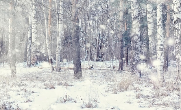 Paisagem da floresta de inverno. árvores altas sob cobertura de neve. dia gelado de janeiro no parque.