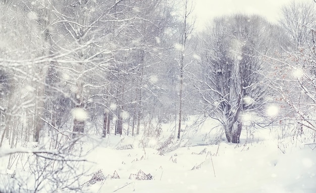 Paisagem da floresta de inverno. árvores altas sob cobertura de neve. dia gelado de janeiro no parque.