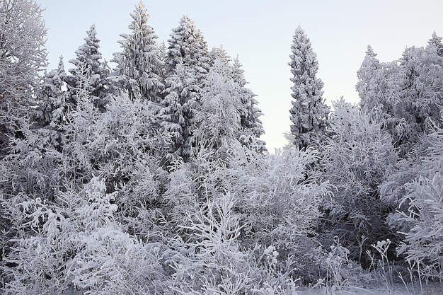 paisagem da floresta de inverno coberta de neve, dezembro, natal, natureza, fundo branco