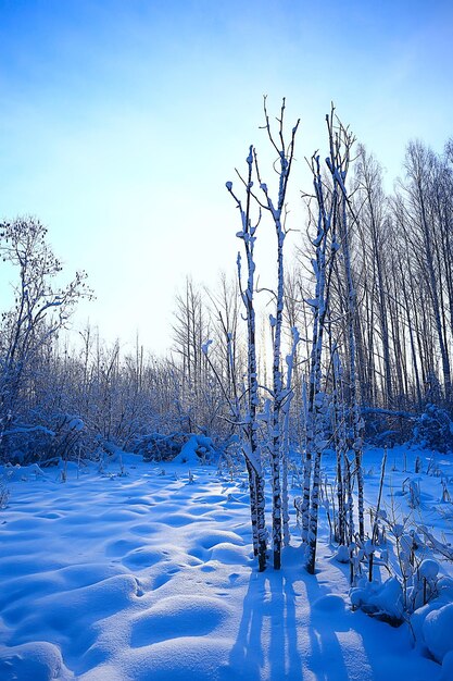 Paisagem da floresta de inverno coberta de neve, dezembro, natal, natureza, fundo branco