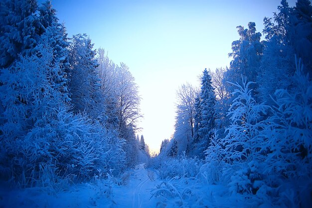 paisagem da floresta de inverno coberta de neve, dezembro, natal, natureza, fundo branco