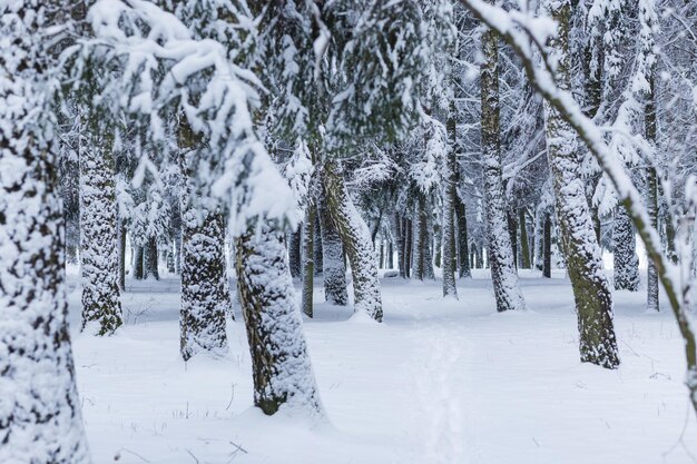 Paisagem da floresta de inverno com neve