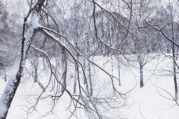 Paisagem da floresta de inverno. Árvores altas sob a cobertura de neve. Dia gelado de janeiro no parque.