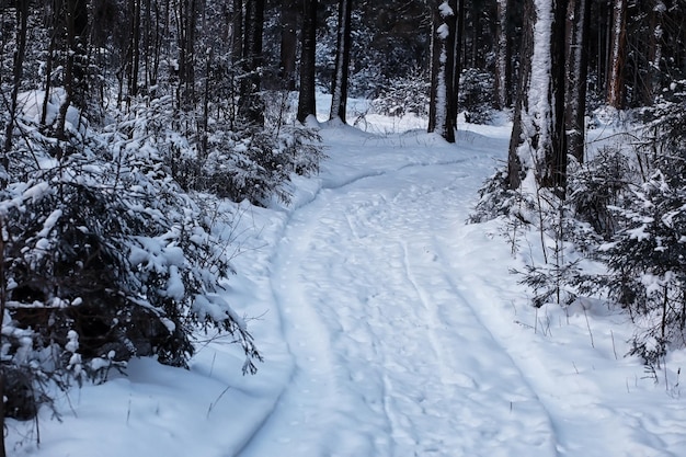 Paisagem da floresta de inverno. Árvores altas sob a cobertura de neve. Dia gelado de janeiro no parque.