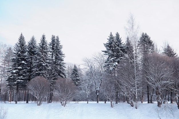 Paisagem da floresta de inverno. Árvores altas sob a cobertura de neve. Dia gelado de janeiro no parque.