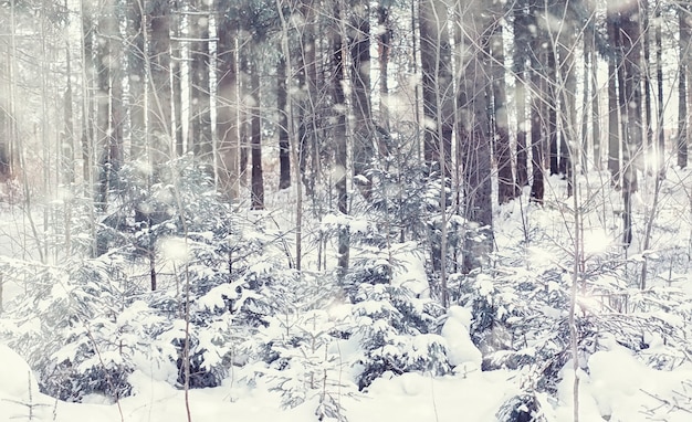 Paisagem da floresta de inverno. Árvores altas sob cobertura de neve. Dia gelado de janeiro no parque.