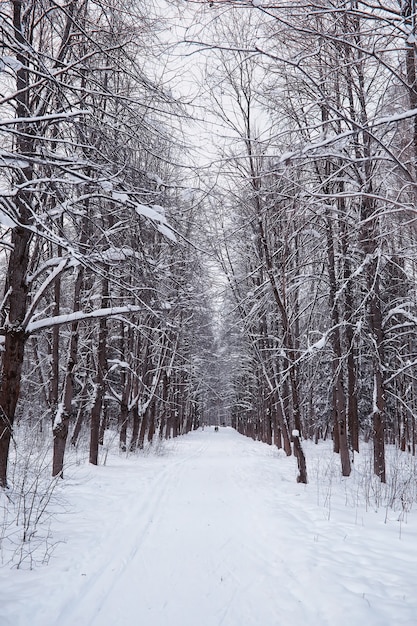 Paisagem da floresta de inverno. Árvores altas sob cobertura de neve. Dia gelado de janeiro no parque.