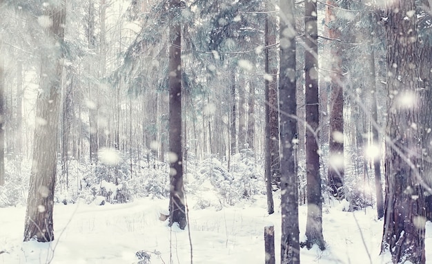 Paisagem da floresta de inverno. Árvores altas sob cobertura de neve. Dia gelado de janeiro no parque.