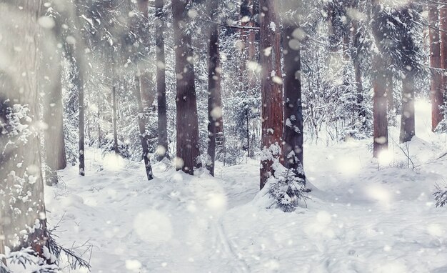 Paisagem da floresta de inverno. Árvores altas sob cobertura de neve. Dia gelado de janeiro no parque.