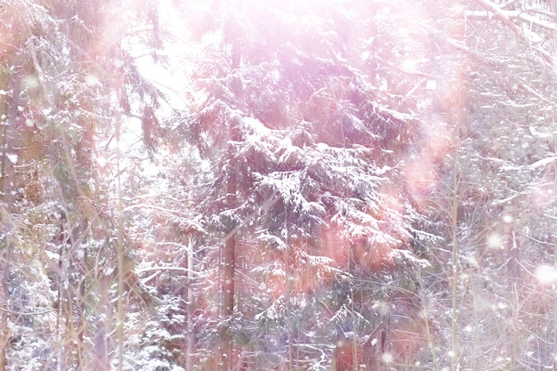 Paisagem da floresta de inverno. Árvores altas sob cobertura de neve. Dia gelado de janeiro no parque.