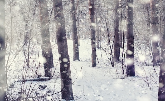 Paisagem da floresta de inverno. Árvores altas sob cobertura de neve. Dia gelado de janeiro no parque.