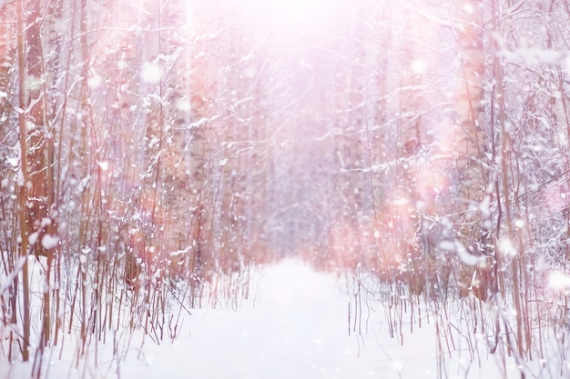 Paisagem da floresta de inverno. Árvores altas sob cobertura de neve. Dia gelado de janeiro no parque.