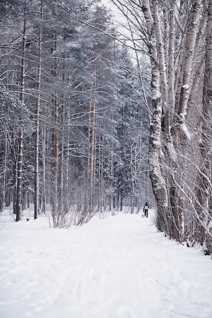 Paisagem da floresta de inverno. Árvores altas sob cobertura de neve. Dia gelado de janeiro no parque.