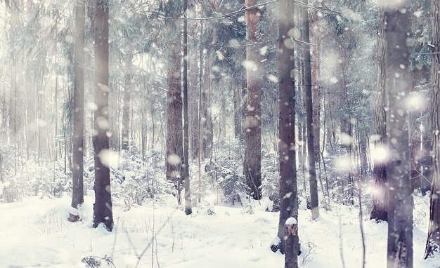 Paisagem da floresta de inverno. Árvores altas sob cobertura de neve. Dia gelado de janeiro no parque.