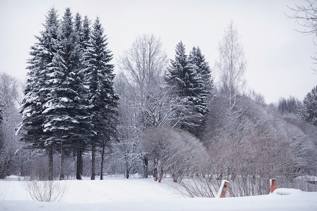 Paisagem da floresta de inverno. Árvores altas sob cobertura de neve. Dia gelado de janeiro no parque.