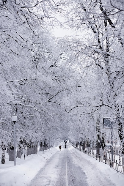 Paisagem da floresta de inverno. Árvores altas sob cobertura de neve. Dia gelado de janeiro no parque.