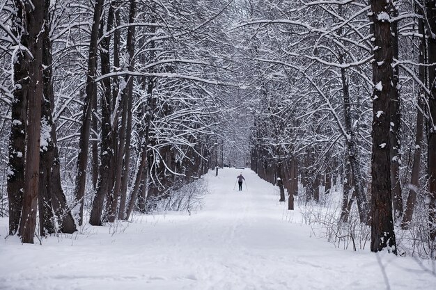 Paisagem da floresta de inverno. Árvores altas sob cobertura de neve. Dia gelado de janeiro no parque.