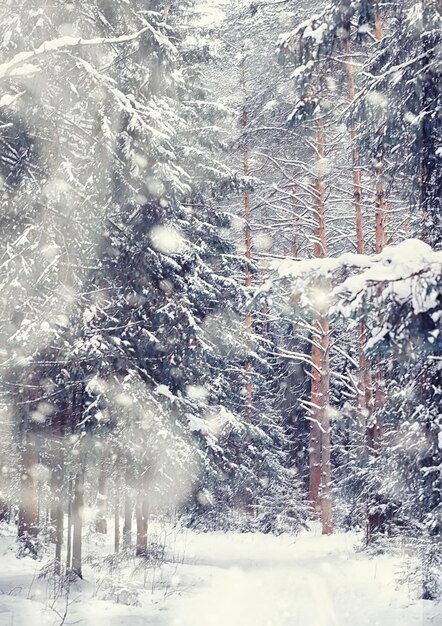 Paisagem da floresta de inverno. Árvores altas sob cobertura de neve. Dia gelado de janeiro no parque.