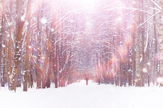 Paisagem da floresta de inverno. Árvores altas sob cobertura de neve. Dia gelado de janeiro no parque.