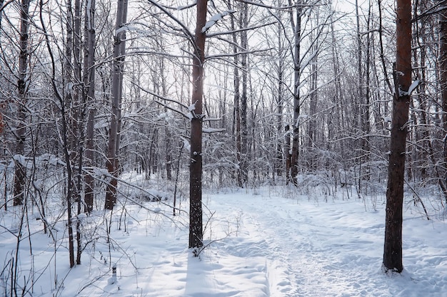 Paisagem da floresta de inverno. Árvores altas sob cobertura de neve. Dia gelado de janeiro no parque.